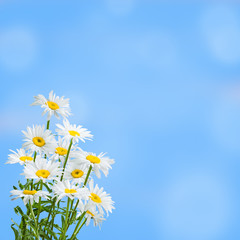 Sprind floral background for design