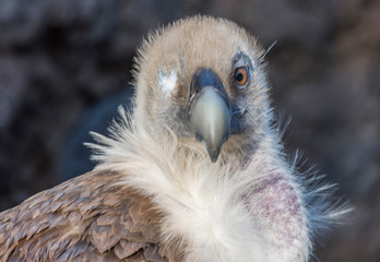 The most widely distributed species of eagle.Close-up of an eagle with one eye. One of the...