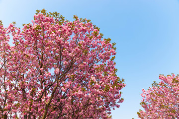 晴天の八重桜