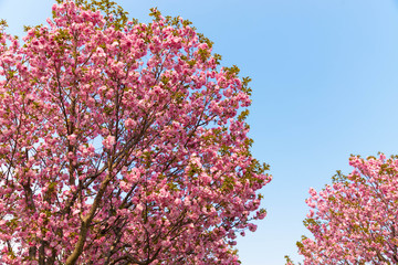 晴天の八重桜
