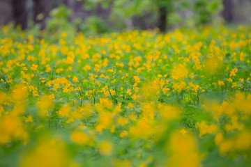 quiet spring forest with yellow flowers, natural background