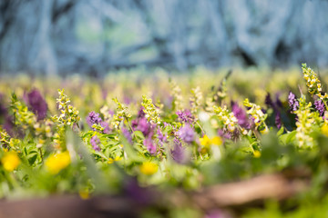 spring forest glade with flowers, natural background
