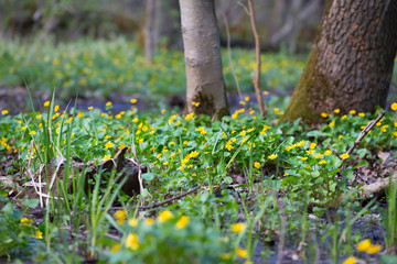 beautiful spring forest glade with flowers