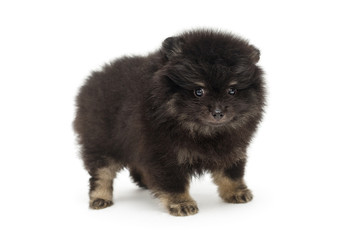 Obraz premium Little black Pomeranian puppy