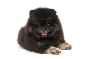 Little Pomeranian puppy
