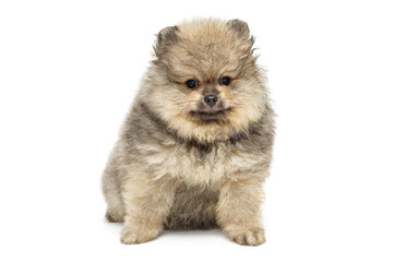 Obraz premium Little Pomeranian puppy