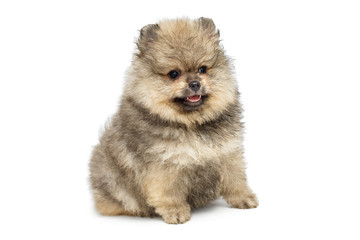 Fototapeta premium Little Pomeranian puppy