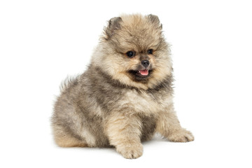 Obraz premium Little Pomeranian puppy