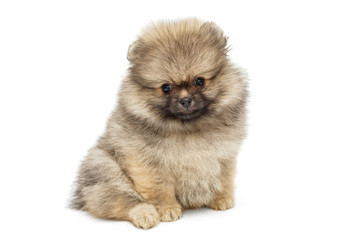 Obraz premium Little Pomeranian puppy