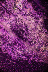 virale welt der kleinen dinge