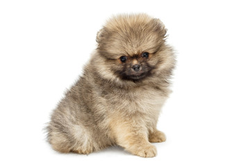 Little Pomeranian puppy