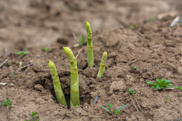 Spargelknospen brechen durch den Boden