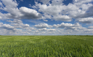Fototapeta premium green spring field under a cloudy sky, rural landscape