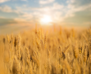 summer wheat field at the sunset, agriculture background