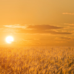 Fototapeta na wymiar red sunset among the wheat fields