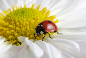 Obraz premium Ladybug on chamomiles
