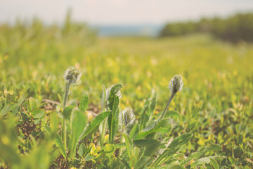 green field with flowers, natural landscape