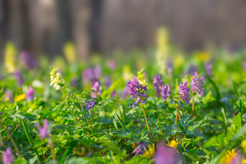 beautiful spring forest glade with flowers