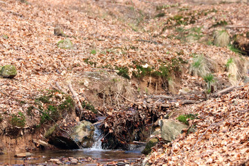 Un ruisseau dans le bois