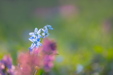 closeup blue snowdrop flowers in a spring forest