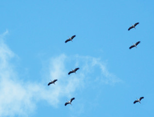 Fliegende Störche im Schwarm und Formation, die Zugvögel sind wieder da