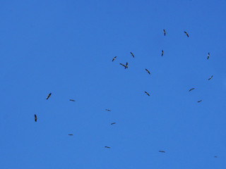 Fliegende Störche im Schwarm, die Zugvögel sind wieder da