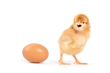 Fototapeta premium Little chicken isolated on white