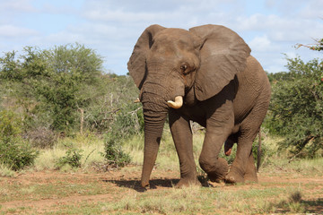 Obraz premium Słoń afrykański / Słoń afrykański / Loxodonta africana
