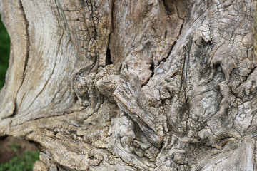 Tree driftwood close up for background