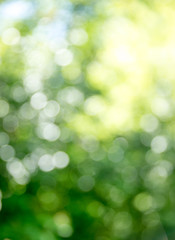 Natural green a blurred background