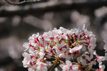 When the spring comes, we start to look forward to the Cherry blossom viewing （picnic party） in Japan.