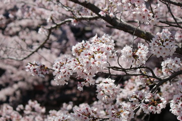 When the spring comes, we start to look forward to the Cherry blossom viewing （picnic party） in Japan.