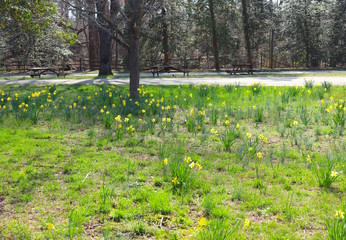 Daffodils Bloom in Public Park