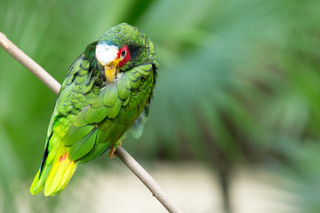 parrot bird sitting on the perch