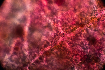 bio micro welten by tigerraw