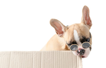 Cute french bulldog wear sunglass biting paper box isolated