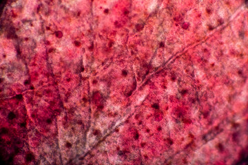 bio micro welten by tigerraw