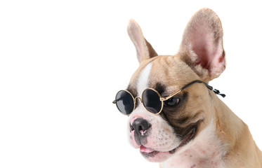 Fototapeta premium Cute french bulldog wear sunglass isolated