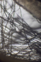 bio micro welten by tigerraw