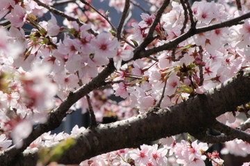 When the spring comes, we start to look forward to the Cherry blossom viewing （picnic party） in Japan.