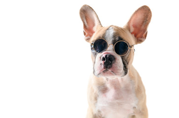 Cute french bulldog wear sunglass isolated