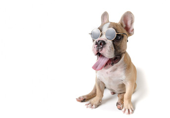 Fototapeta premium Cute french bulldog wear sunglass isolated