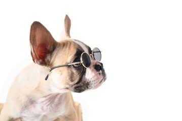 Cute french bulldog wear sunglass looking right side