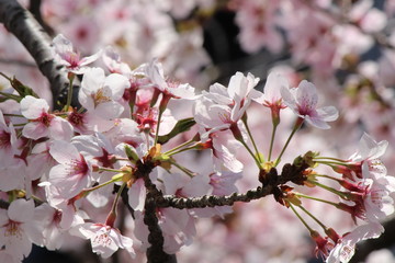 When the spring comes, we start to look forward to the Cherry blossom viewing （picnic party） in Japan.