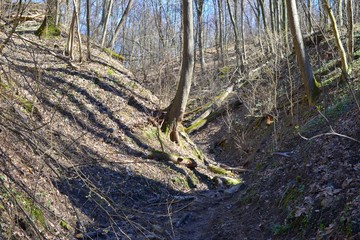 leśny jar wczesną wiosną, nagie drzewa, mech i pierwsze kwiaty na dnie lasu 1