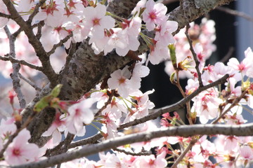 When the spring comes, we start to look forward to the Cherry blossom viewing （picnic party） in Japan.