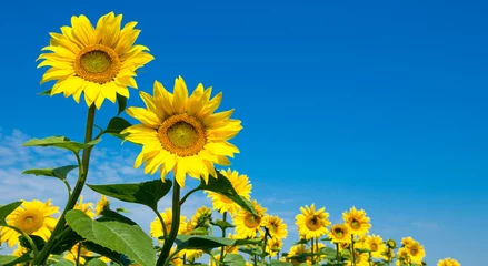 Poster Im Rahmen Sonnenblume über bewölktem Himmel © Pakhnyushchyy