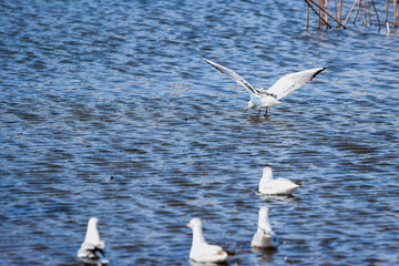 Seagulls in Japan