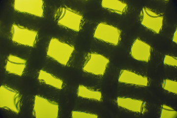 bio micro welten by tigerraw