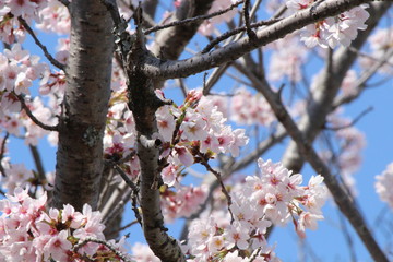When the spring comes, we start to look forward to the Cherry blossom viewing （picnic party） in Japan.